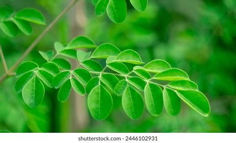 mega malunggay price|Malunggay Stock Photo Images. 289 Malunggay royalty free pictures and.